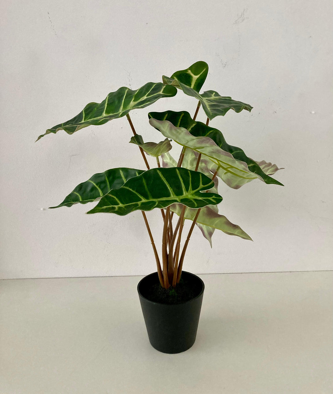 PLANTA SINGONIO GREEN