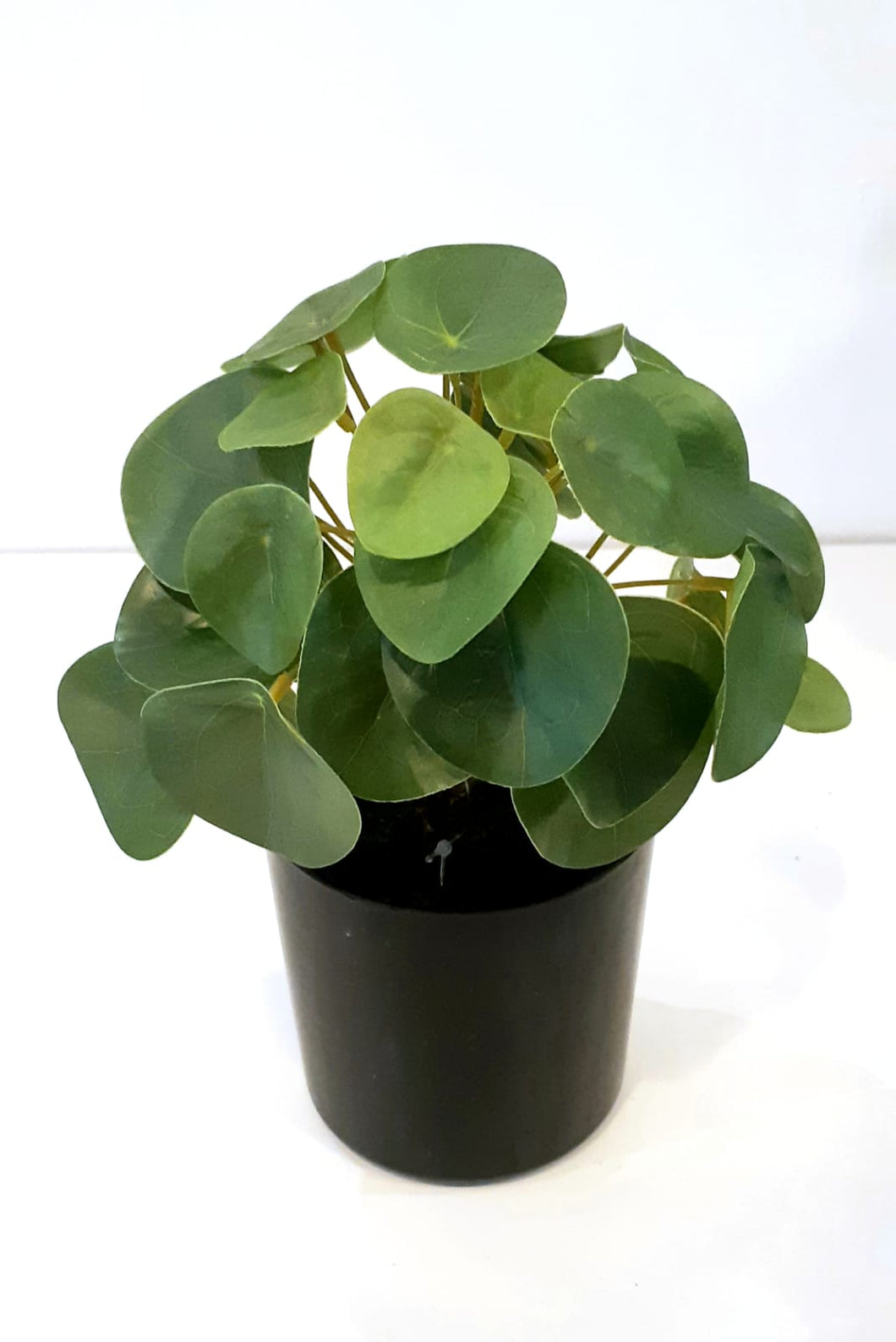 PILEA PEQUE