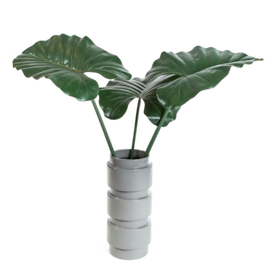 HOJAS  ALOCASIA X 2